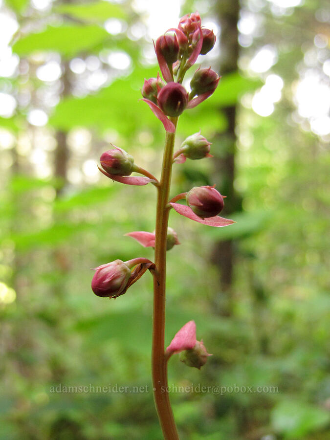 pink wintergreen (Pyrola asarifolia) [Wilson River Trail, Tillamook State Forest, Tillamook County, Oregon]