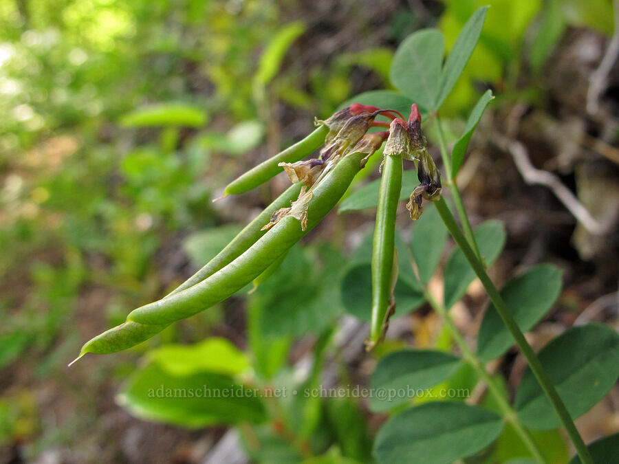 rosy bird's-foot trefoil seed pods (Hosackia rosea (Lotus aboriginus)) [Wilson River Trail, Tillamook State Forest, Tillamook County, Oregon]