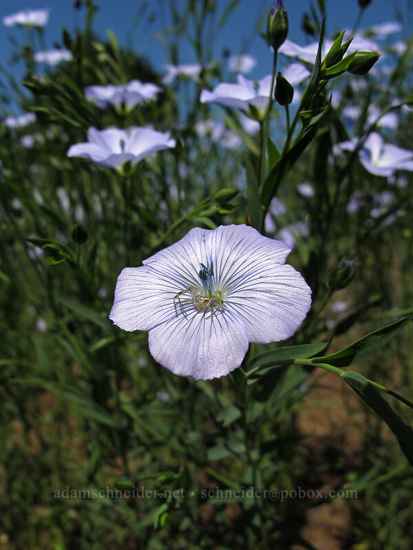 spider on blue flax (Linum sp.) [Highway 228, Linn County, Oregon]
