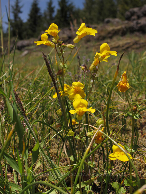 small-leaf monkeyflower (Erythranthe microphylla (Mimulus microphyllus)) [Horse Rock Ridge, Linn County, Oregon]