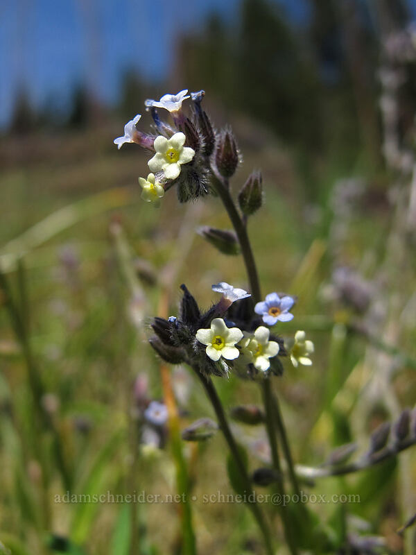 changing forget-me-not (Myosotis discolor) [Horse Rock Ridge, Linn County, Oregon]