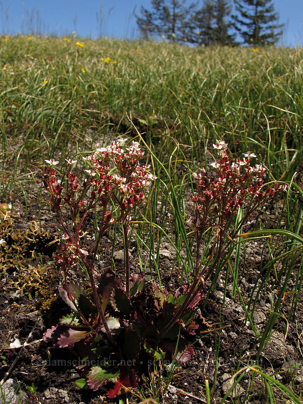 rusty-hair saxifrage (Micranthes rufidula (Saxifraga occidentalis ssp. rufidula)) [Horse Rock Ridge, Linn County, Oregon]