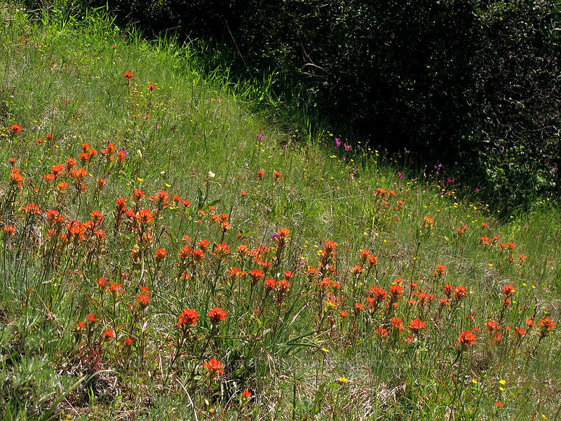paintbrush (Castilleja hispida) [Horse Rock Ridge, Linn County, Oregon]