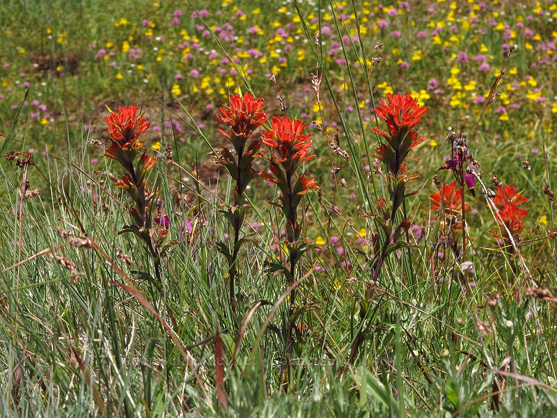 paintbrush (Castilleja hispida) [Horse Rock Ridge, Linn County, Oregon]