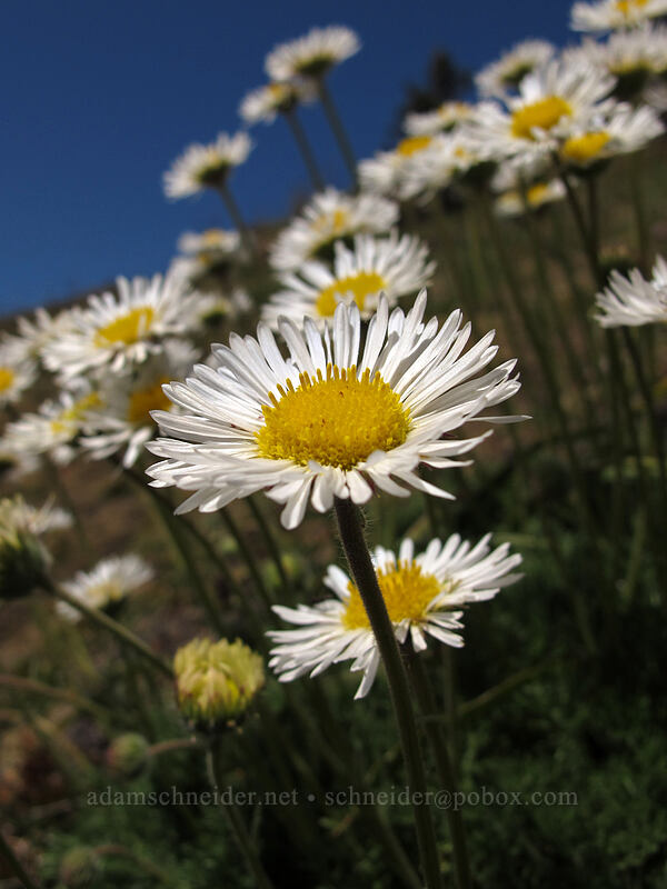 cut-leaf daisy (Erigeron compositus) [Horse Rock Ridge, Linn County, Oregon]