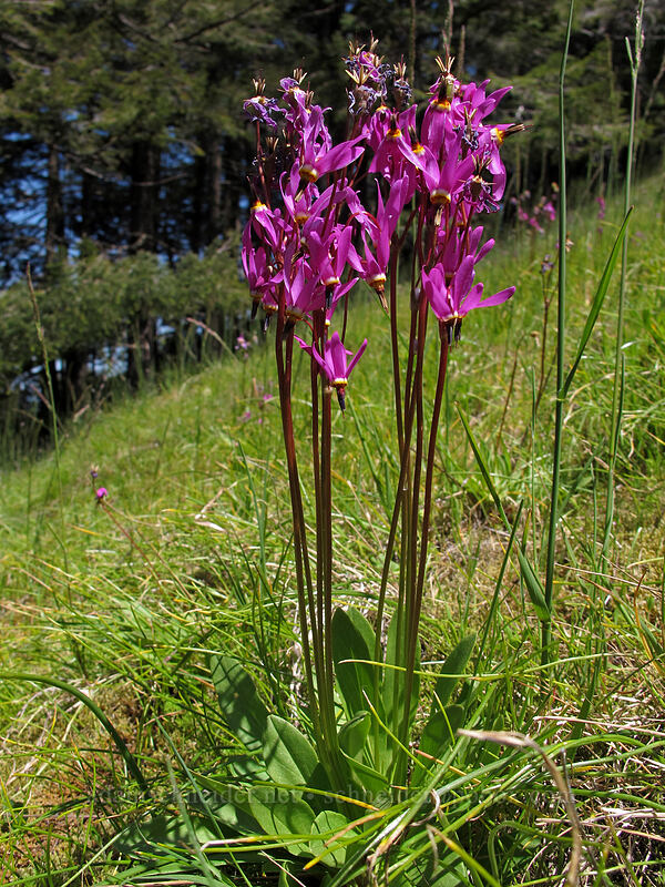 shooting stars (Dodecatheon pulchellum (Primula pauciflora)) [Horse Rock Ridge, Linn County, Oregon]
