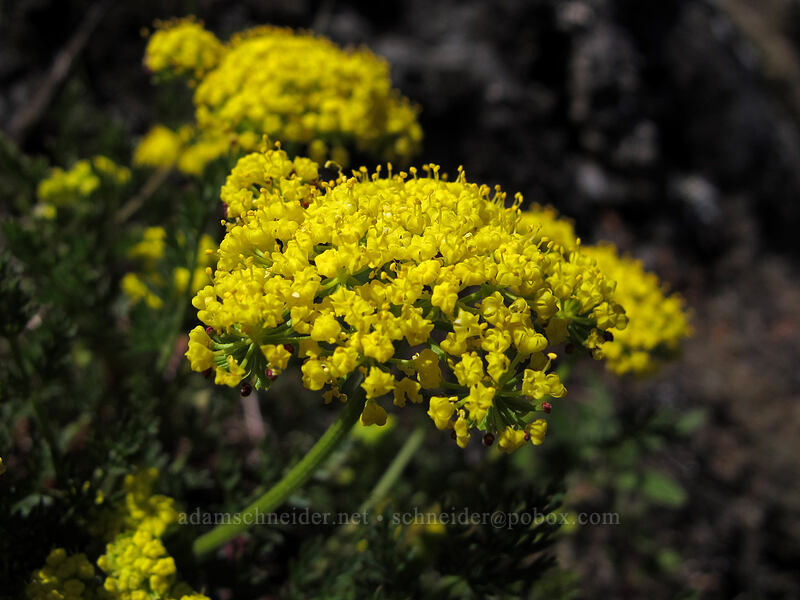 common lomatium (Lomatium utriculatum) [Horse Rock Ridge, Linn County, Oregon]