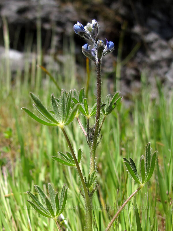 miniature lupine (Lupinus bicolor) [Horse Rock Ridge, Linn County, Oregon]
