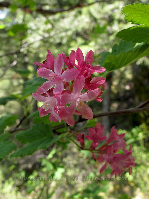 red-flowering currant (Ribes sanguineum) [Horse Rock Ridge, Linn County, Oregon]