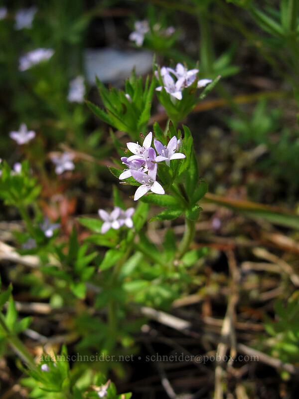 blue field-madder (Sherardia arvensis) [Horse Rock Ridge, Linn County, Oregon]