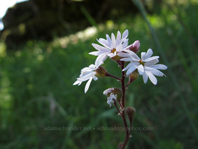 woodland star (Lithophragma parviflorum) [Horse Rock Ridge, Linn County, Oregon]