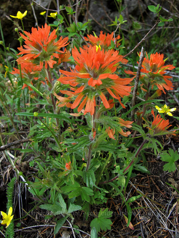 paintbrush (Castilleja hispida) [Horse Rock Ridge, Linn County, Oregon]