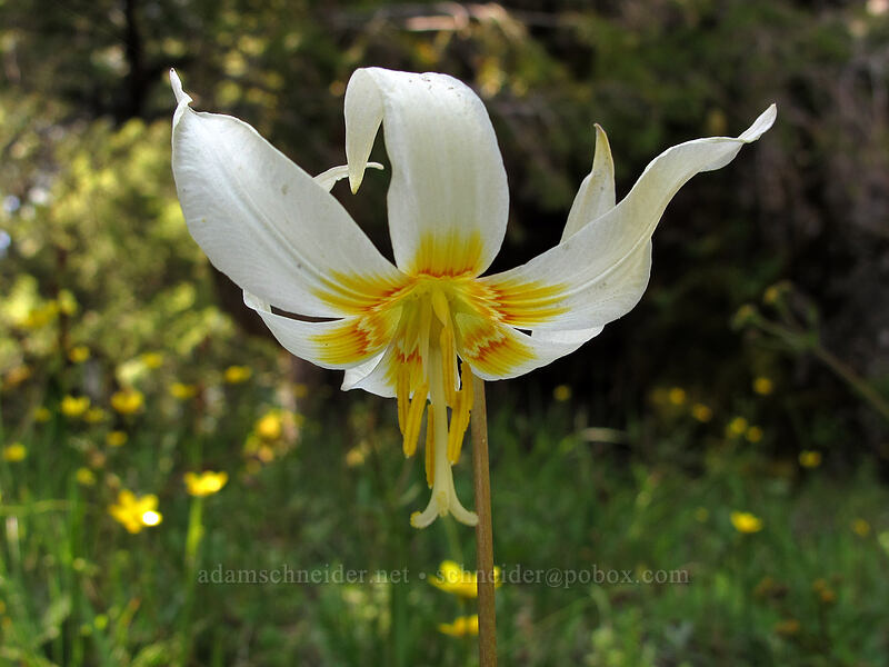 Oregon fawn lily (Erythronium oregonum) [Horse Rock Ridge, Linn County, Oregon]