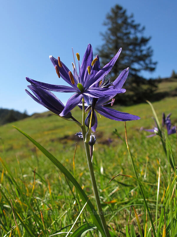 great camas (Camassia leichtlinii ssp. suksdorfii) [Horse Rock Ridge, Linn County, Oregon]