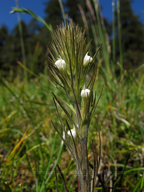 hairy paintbrush (Castilleja tenuis (Orthocarpus hispidus)) [Horse Rock Ridge, Linn County, Oregon]