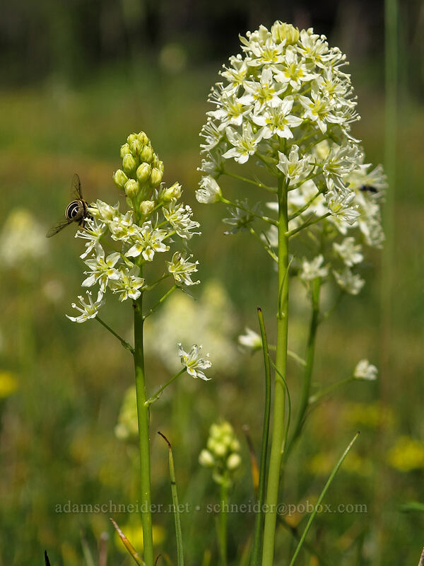 death-camas (Toxicoscordion venenosum (Zigadenus venenosus)) [Horse Rock Ridge, Linn County, Oregon]