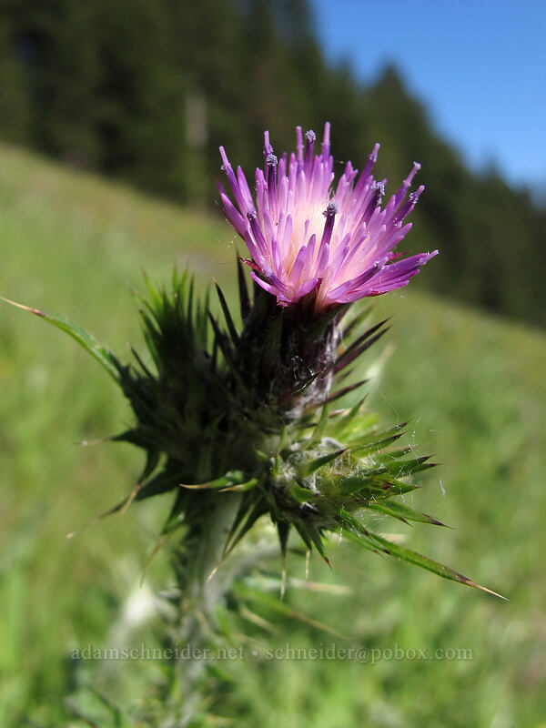 thistle (Cirsium sp.) [Horse Rock Ridge, Linn County, Oregon]