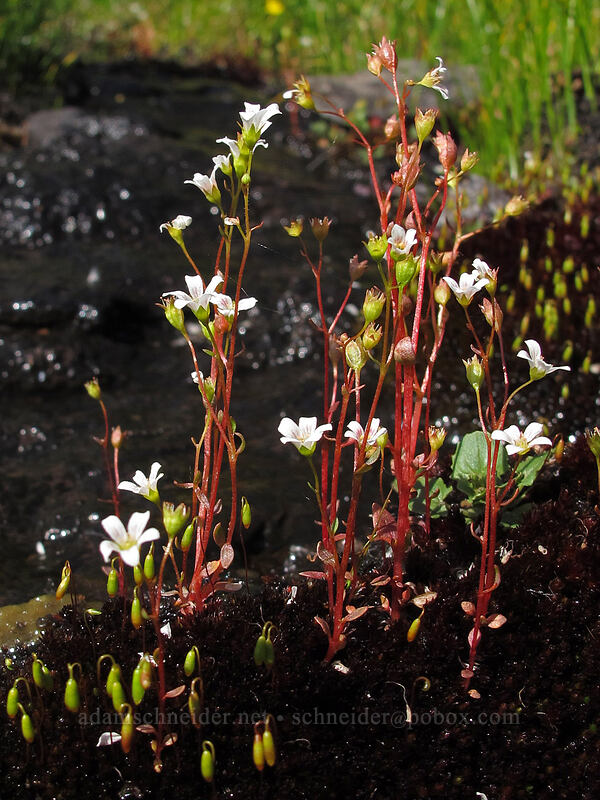 Nuttall's saxifrage (Cascadia nuttallii (Saxifraga nuttallii)) [Horse Rock Ridge, Linn County, Oregon]
