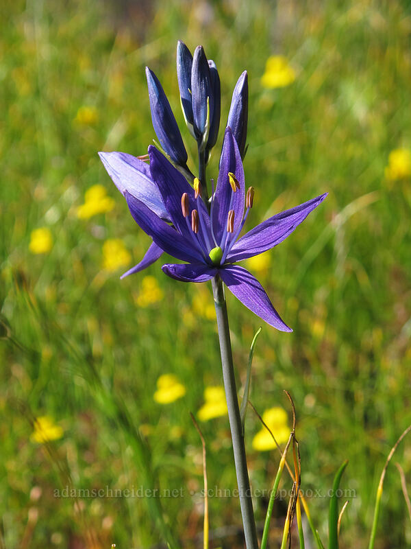 great camas (Camassia leichtlinii ssp. suksdorfii) [Horse Rock Ridge, Linn County, Oregon]