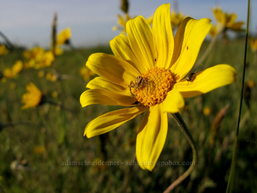 crab spider on Oregon sunshine (Mecaphesa sp., Eriophyllum lanatum) [Meadowlark Prairie, Eugene, Lane County, Oregon]