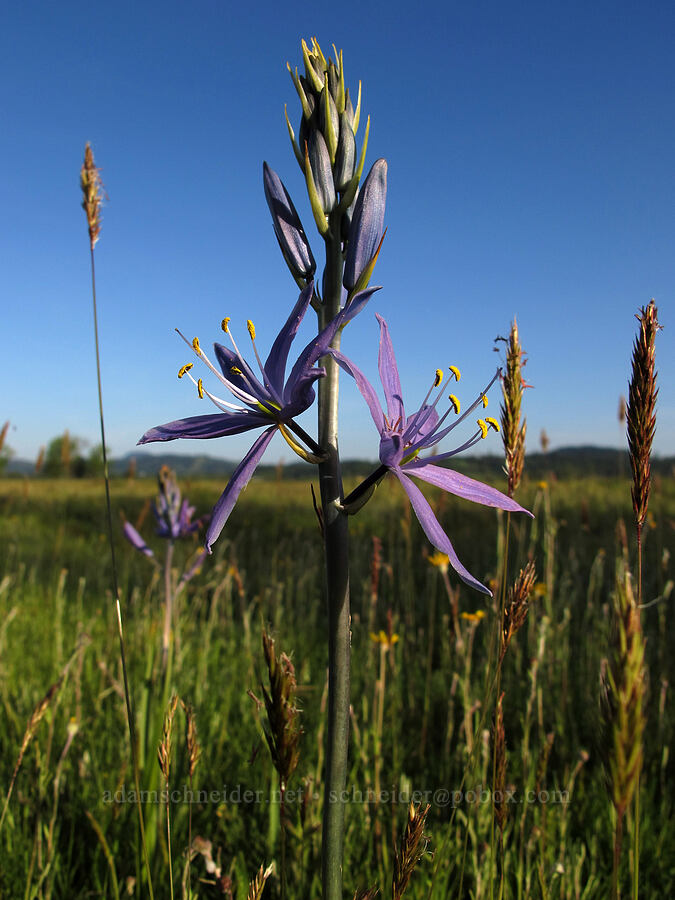 camas (Camassia sp.) [Meadowlark Prairie, Eugene, Lane County, Oregon]