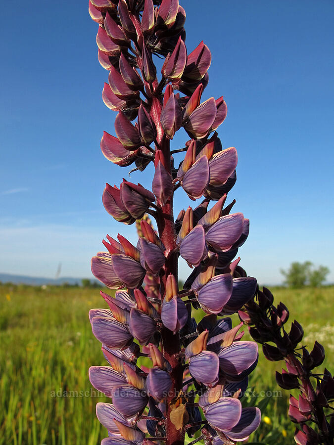 big-leaf lupine (Lupinus polyphyllus) [Meadowlark Prairie, Eugene, Lane County, Oregon]