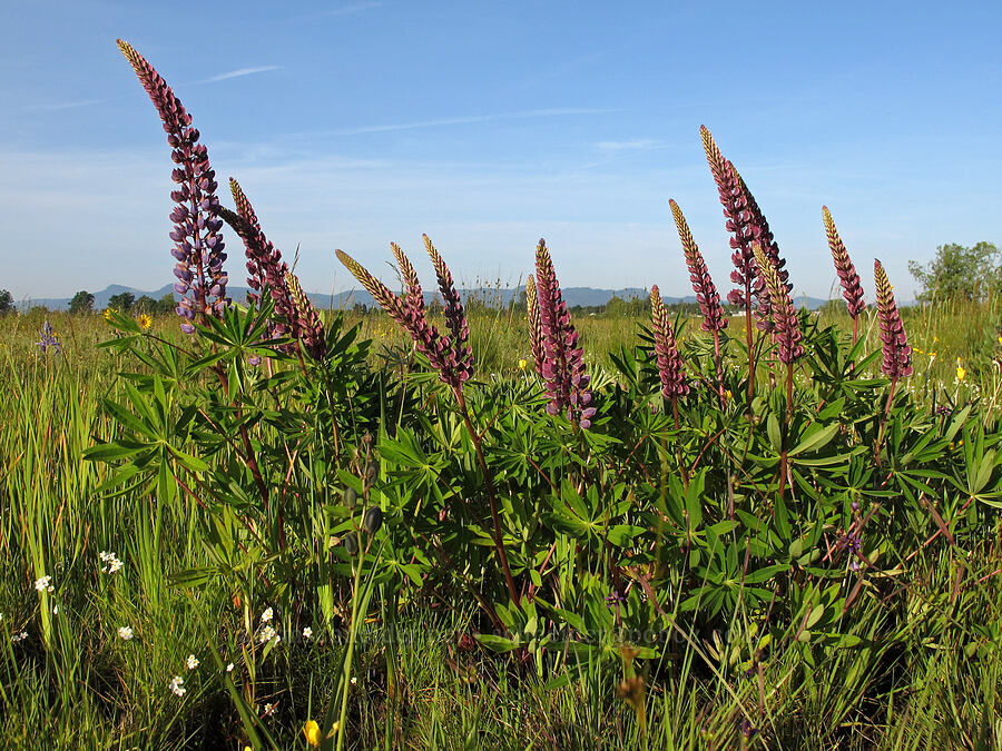big-leaf lupine (Lupinus polyphyllus) [Meadowlark Prairie, Eugene, Lane County, Oregon]