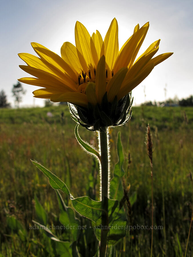 narrow-leaf mule's-ears (Wyethia angustifolia) [Meadowlark Prairie, Eugene, Lane County, Oregon]