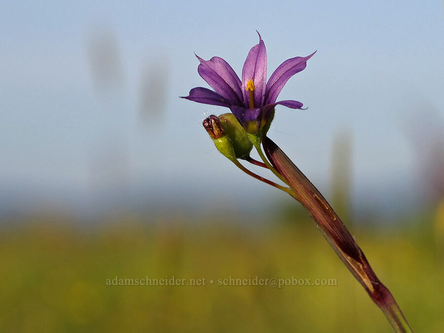 Idaho blue-eyed grass (Sisyrinchium idahoense) [Meadowlark Prairie, Eugene, Lane County, Oregon]