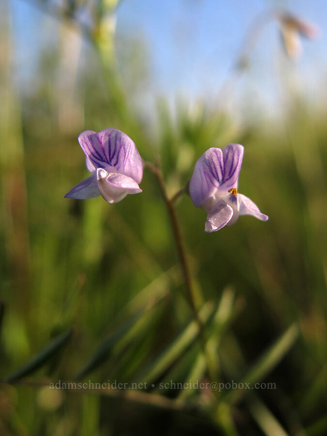 smooth vetch / lentil vetch (Vicia tetrasperma) [Meadowlark Prairie, Eugene, Lane County, Oregon]
