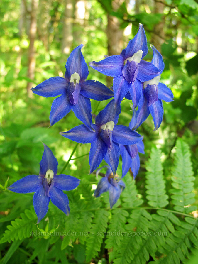 Columbian larkspur (Delphinium trolliifolium) [Mount Pisgah Arboretum, Lane County, Oregon]