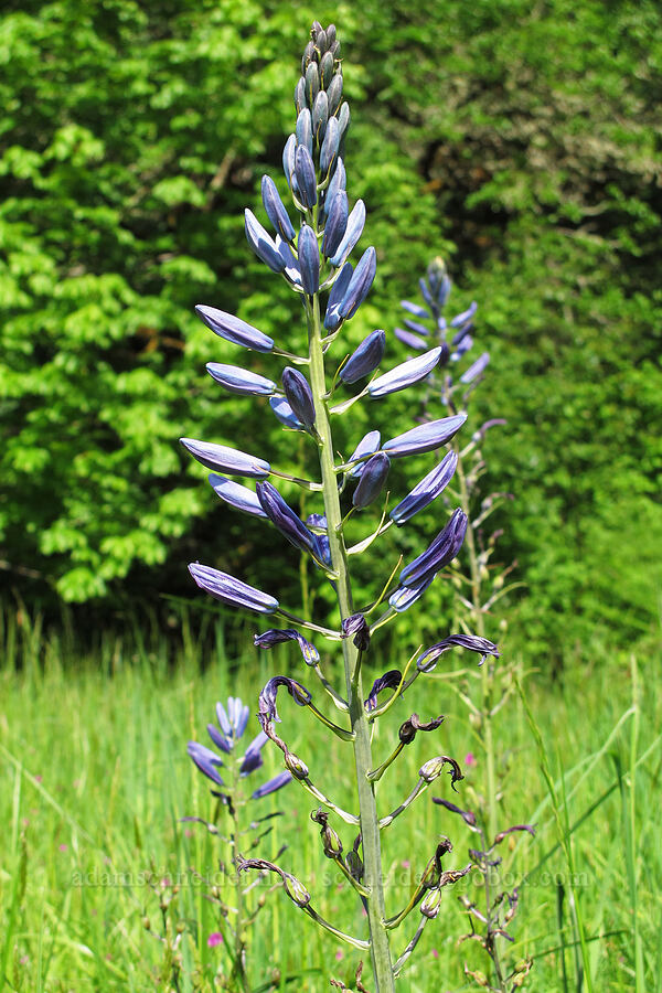 great camas (Camassia leichtlinii ssp. suksdorfii) [Mount Pisgah Arboretum, Lane County, Oregon]