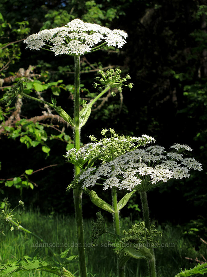 cow parsnip (Heracleum maximum) [Mount Pisgah Arboretum, Lane County, Oregon]