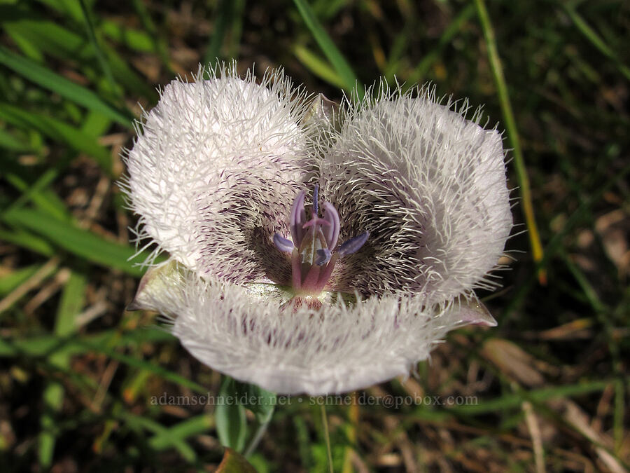 Tolmie's mariposa lily (Calochortus tolmiei) [Mount Pisgah Arboretum, Lane County, Oregon]