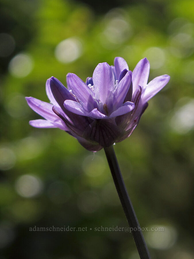 fork-tooth ookow (Dichelostemma congestum (Brodiaea congesta)) [Mount Pisgah Arboretum, Lane County, Oregon]