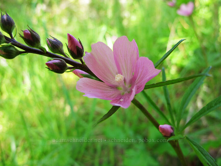 checker-mallow (Sidalcea sp.) [Mount Pisgah, Lane County, Oregon]