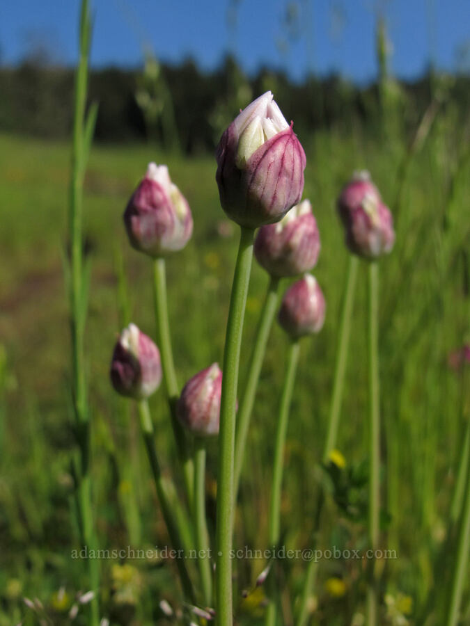 narrow-leaf onion (Allium amplectens) [Mount Pisgah, Lane County, Oregon]