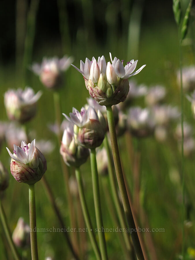 narrow-leaf onion (Allium amplectens) [Mount Pisgah, Lane County, Oregon]