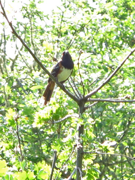 spotted towhee (Pipilo maculatus) [Mount Pisgah, Lane County, Oregon]