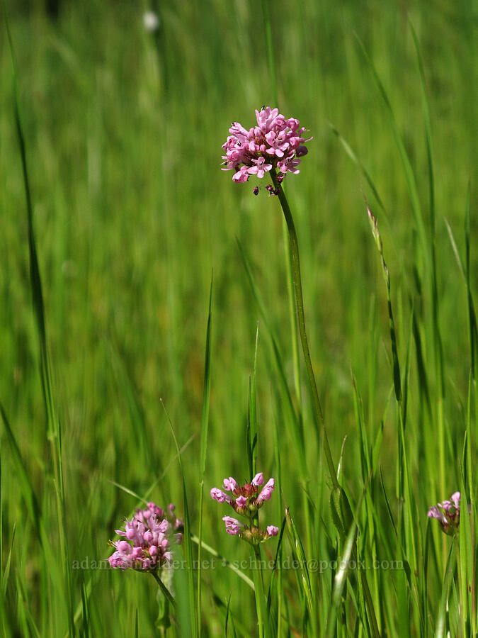 rosy plectritis (Plectritis congesta) [Mount Pisgah, Lane County, Oregon]