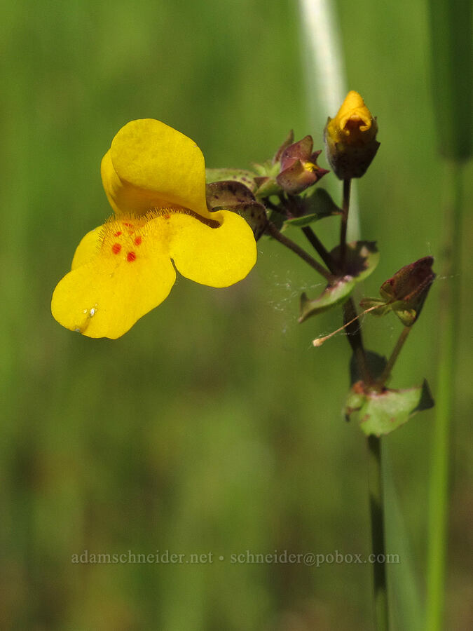 monkeyflower (Erythranthe guttata (Mimulus guttatus)) [Mount Pisgah, Lane County, Oregon]
