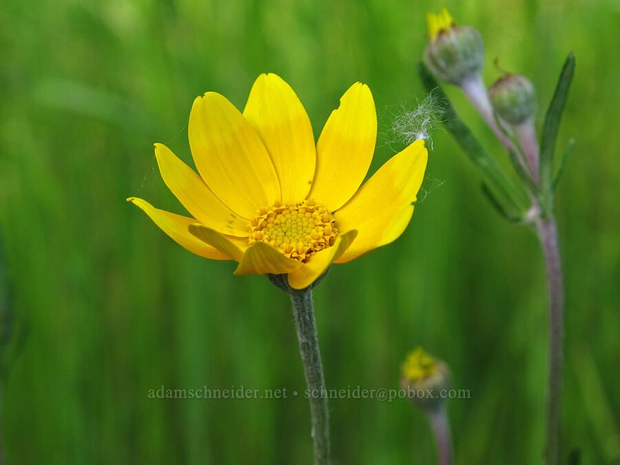 Oregon sunshine (Eriophyllum lanatum) [Mount Pisgah, Lane County, Oregon]