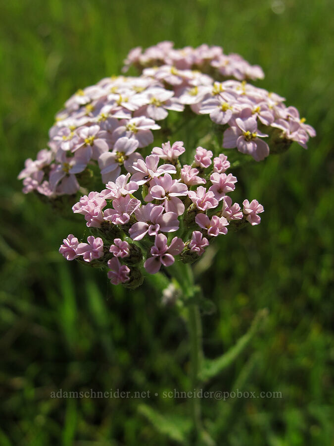 pinkish yarrow (Achillea millefolium) [Mount Pisgah, Lane County, Oregon]