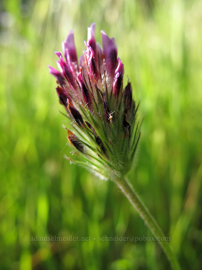 branched Indian clover (Trifolium dichotomum (Trifolium albopurpureum var. dichotomum)) [Mount Pisgah, Lane County, Oregon]