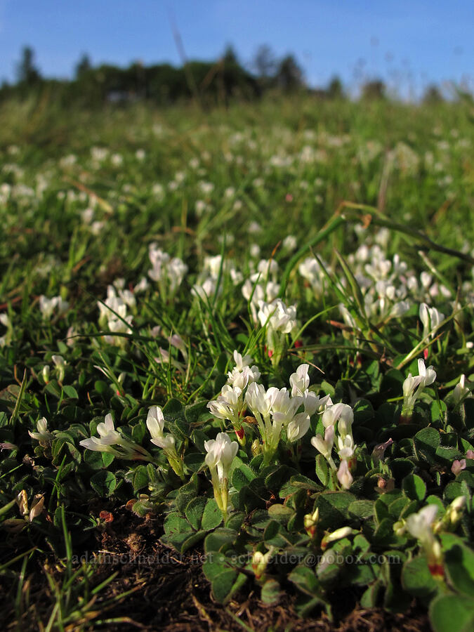 burrowing clover (Trifolium subterraneum) [Mount Pisgah, Lane County, Oregon]
