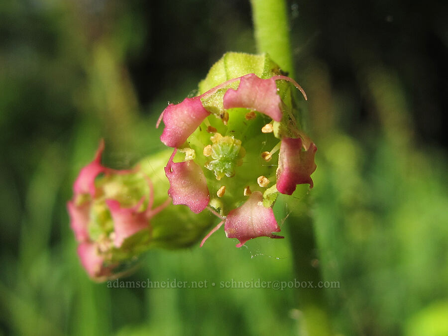 fringe cup (Tellima grandiflora) [Mount Pisgah, Lane County, Oregon]