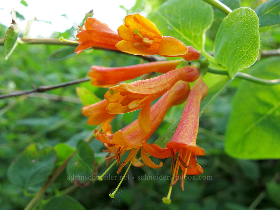 orange honeysuckle (Lonicera ciliosa) [Mount Pisgah, Lane County, Oregon]