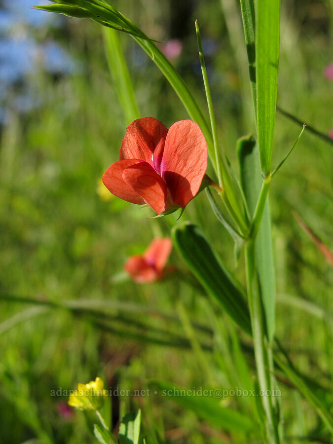 grass pea (Lathyrus sphaericus) [Mount Pisgah, Lane County, Oregon]