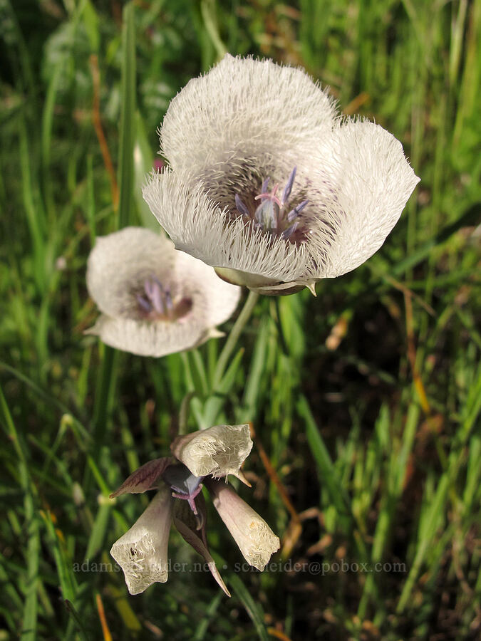 Tolmie's mariposa lily (Calochortus tolmiei) [Mount Pisgah, Lane County, Oregon]