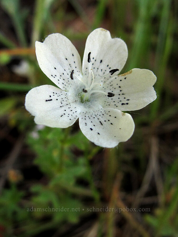 baby blue eyes (Nemophila menziesii var. atomaria) [Mount Pisgah, Lane County, Oregon]
